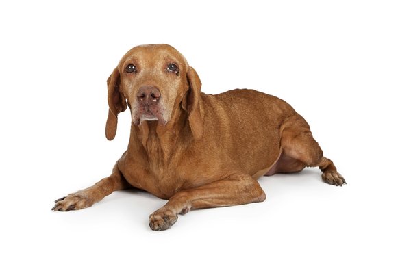 Les infections urinaires chez les seniors: causes et préventions